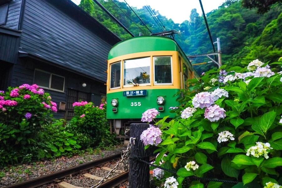 あじさい電車